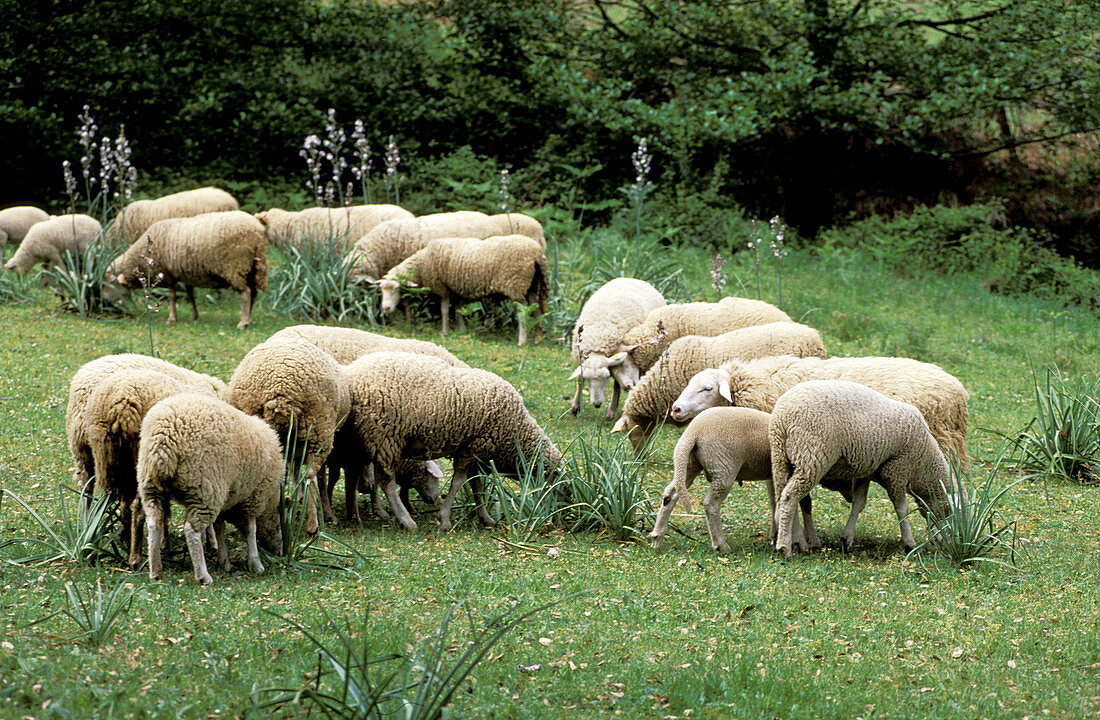 The Comte Abbatuci sheep grazing. Casalabriva, near Propriano. South Corsica. Corsica Island. France