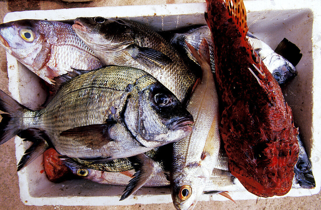 Seafood. Campo Moro. South Corsica. Corsica Island. France