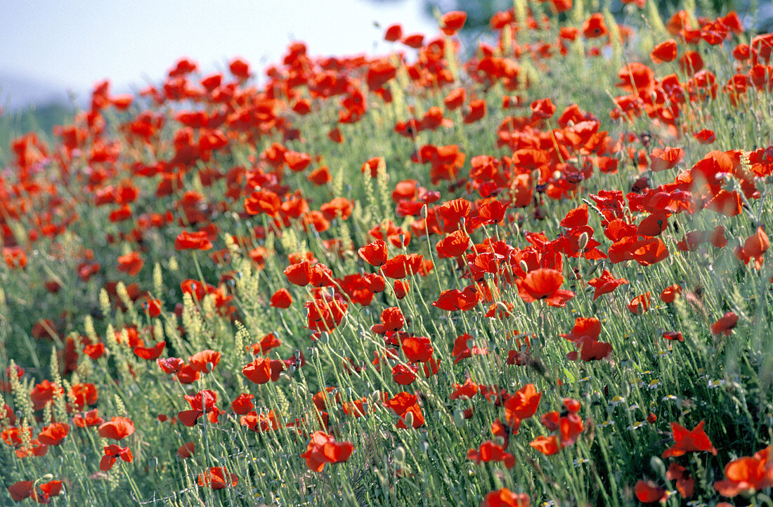 Poppies field. Andalusia, Spain