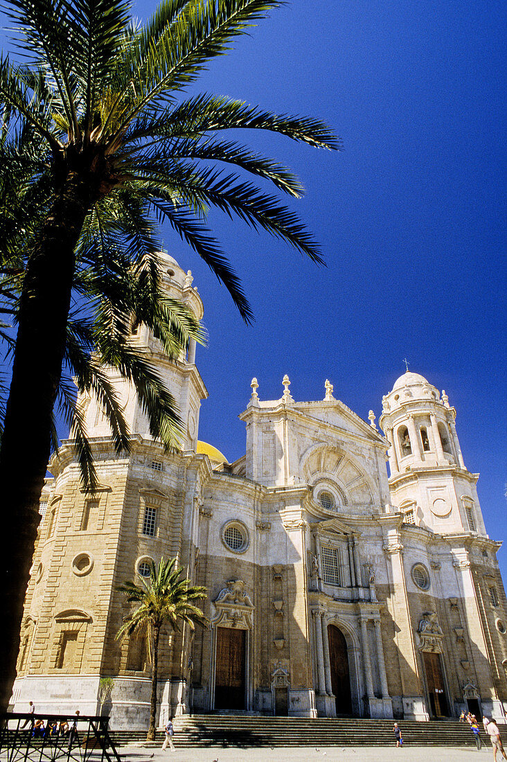 Cathedral facade and palm tree at fore. Cádiz, Spain