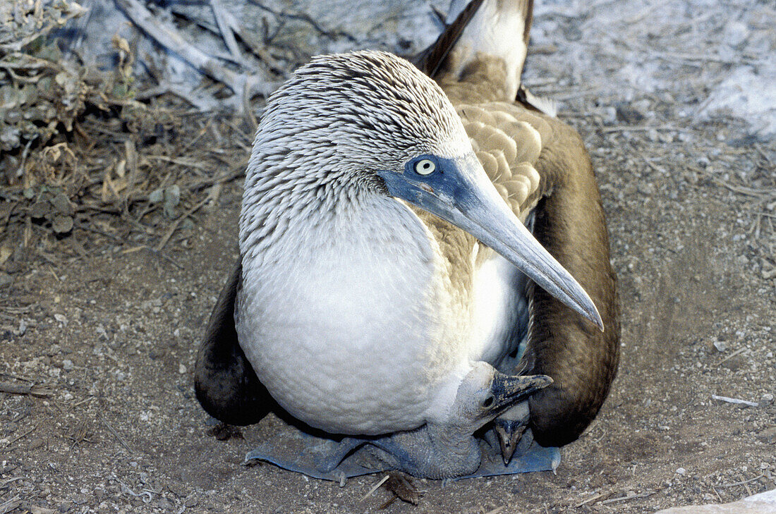 Blue foot gannet (Sula nebouxii). Punta Suarez. Española (Hood Island). Galapagos Islands. Ecuador