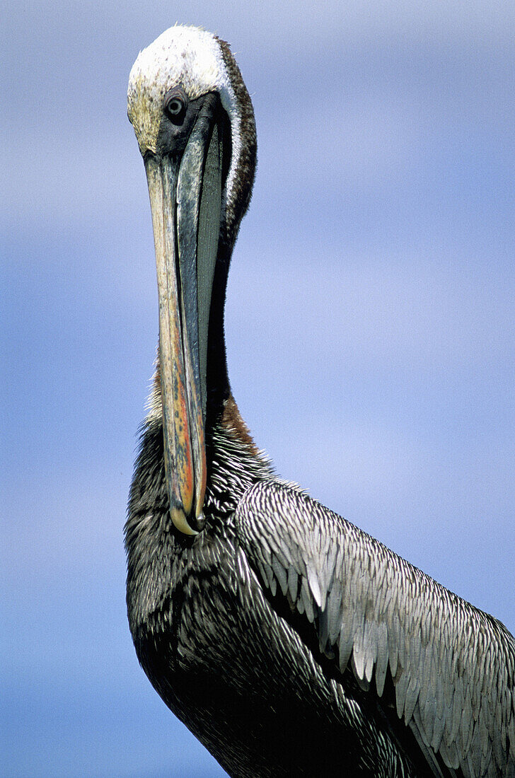 Brown Pelican (Pelecanus occidentalis). Isabela Island. Galapagos Islands. Ecuador
