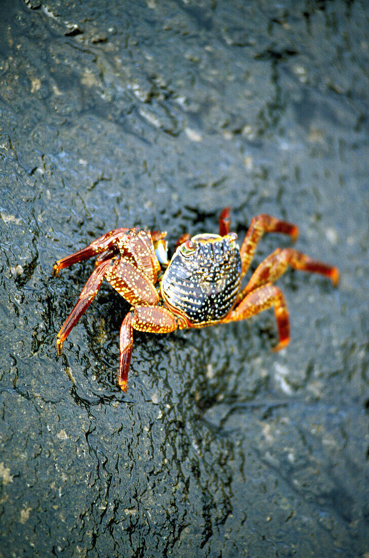 Zapayas crabs on lava rocks at seaside. Punta Espinosa. Fernandina Island. Galapagos Islands. Ecuador