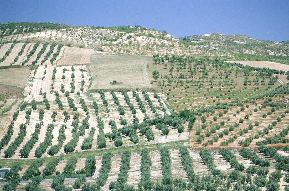 Olive groves. Granada province. Spain