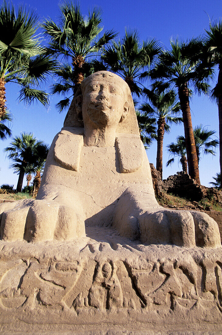 The Sphinx Alley. Luxor Temple. Luxor. High Egypt. Egypt