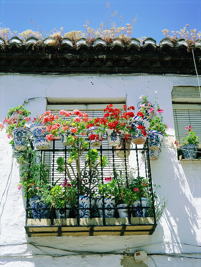 Flower pots at balcony, Albaicín quarter. Granada. Spain