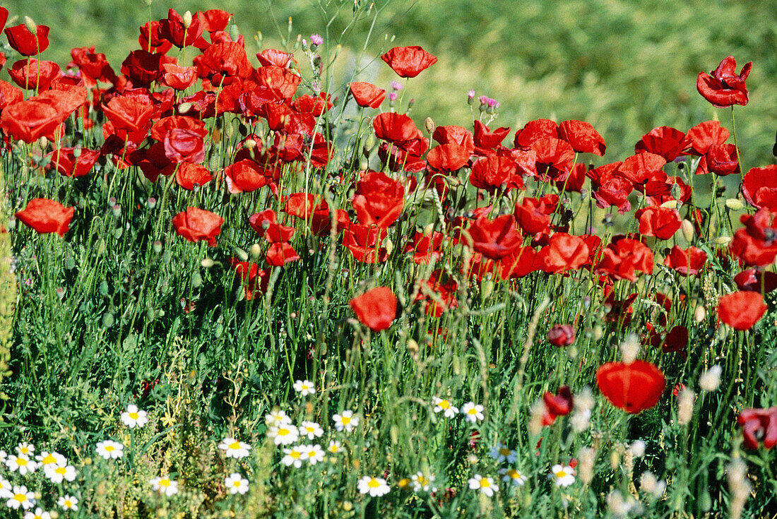 Poppies