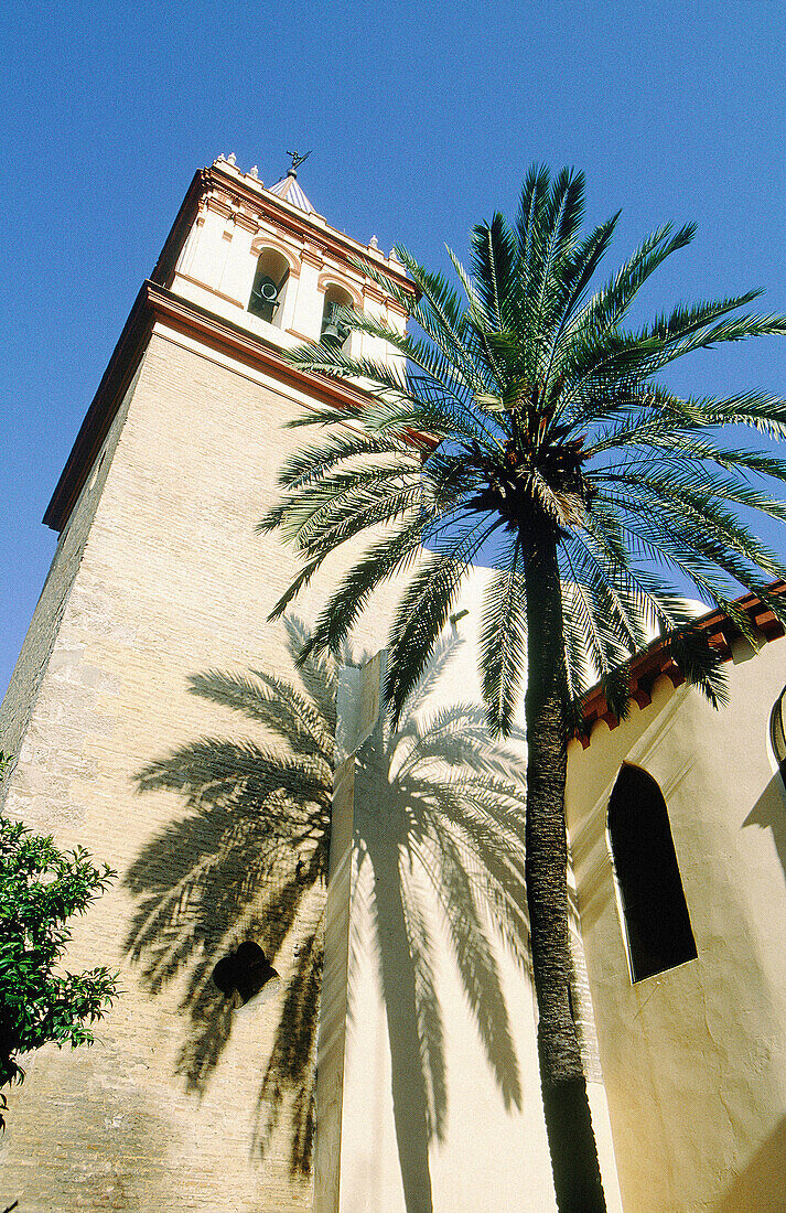 San Gil church tower and palm tree. Sevilla. Spain