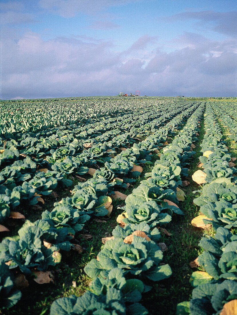 Cabbage plantation. Near Avranches. Manche. Normandy. France