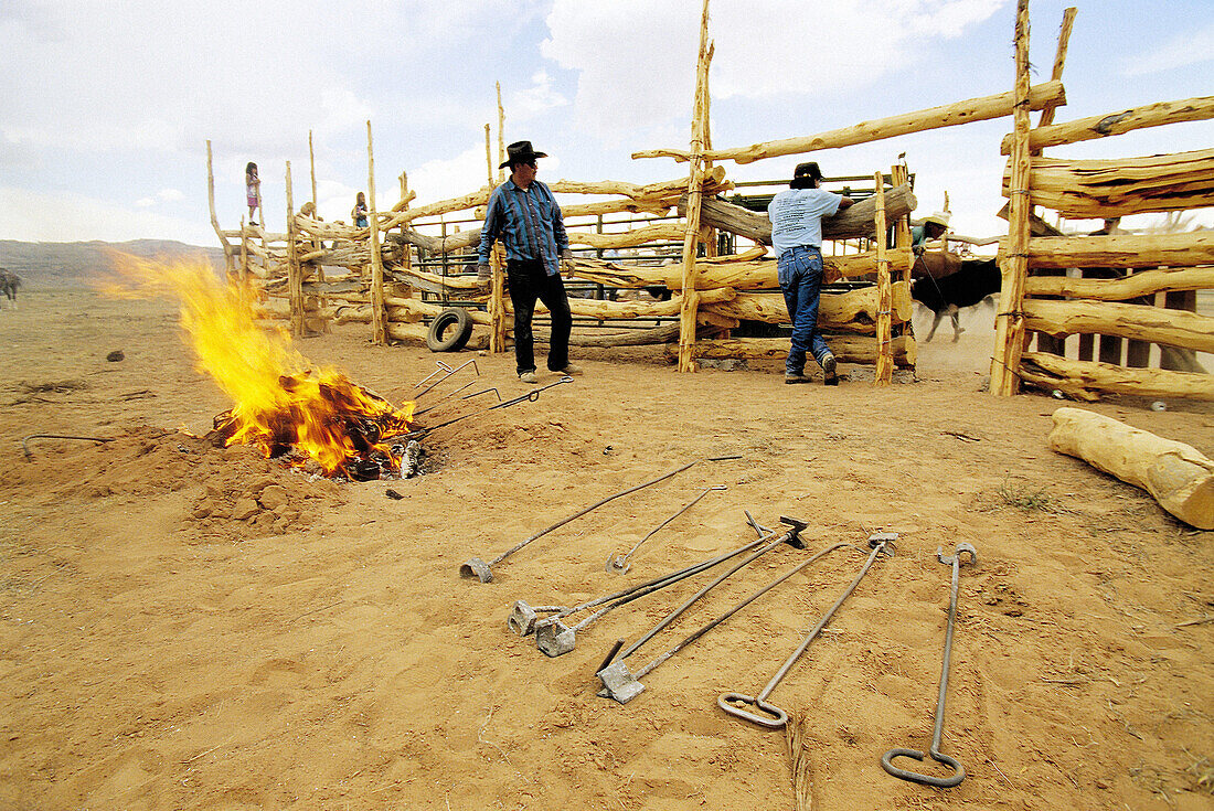 Navajos branding cattle. Kayenta, Arizona. USA