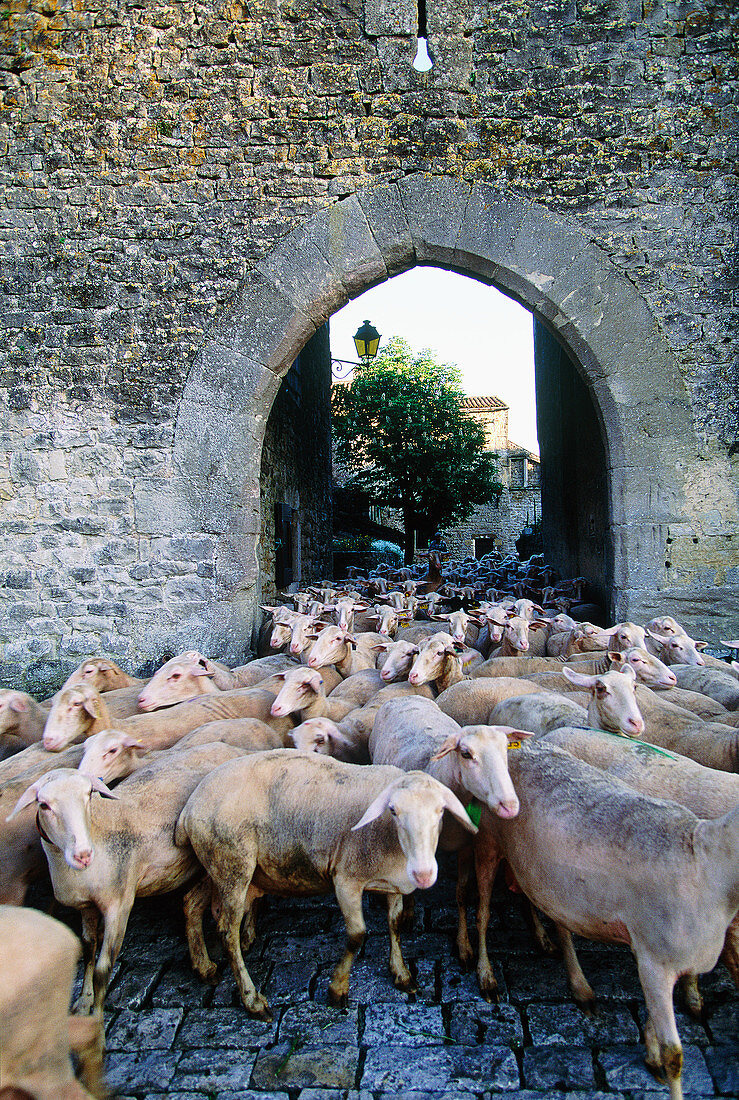 Laucane sheep flock going to stalls. Saint Jean d Alcas, fortified medieval Templar village. Aveyron, France