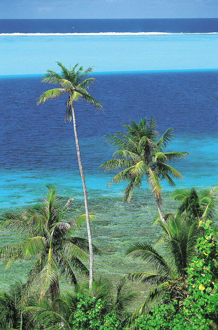 Lagoon and palm trees. Huahine island, Leeward Islands. French Polynesia