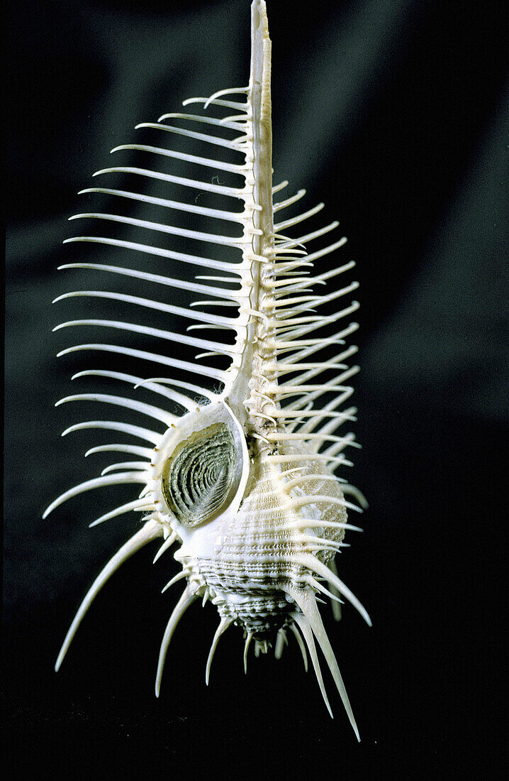 Seashell ( venus comb ). French Polynesia