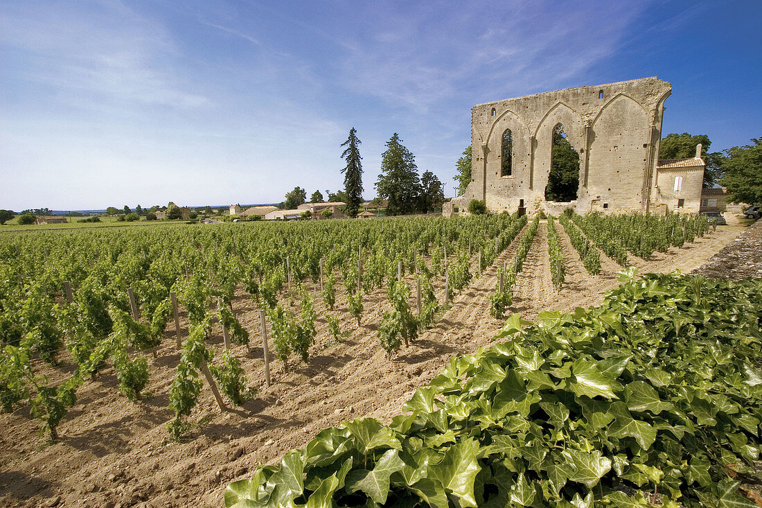 Ruins of Les Cordeliers church at Saint-Emilion, one of the famed wine area of Bordeaux. Gironde. France.