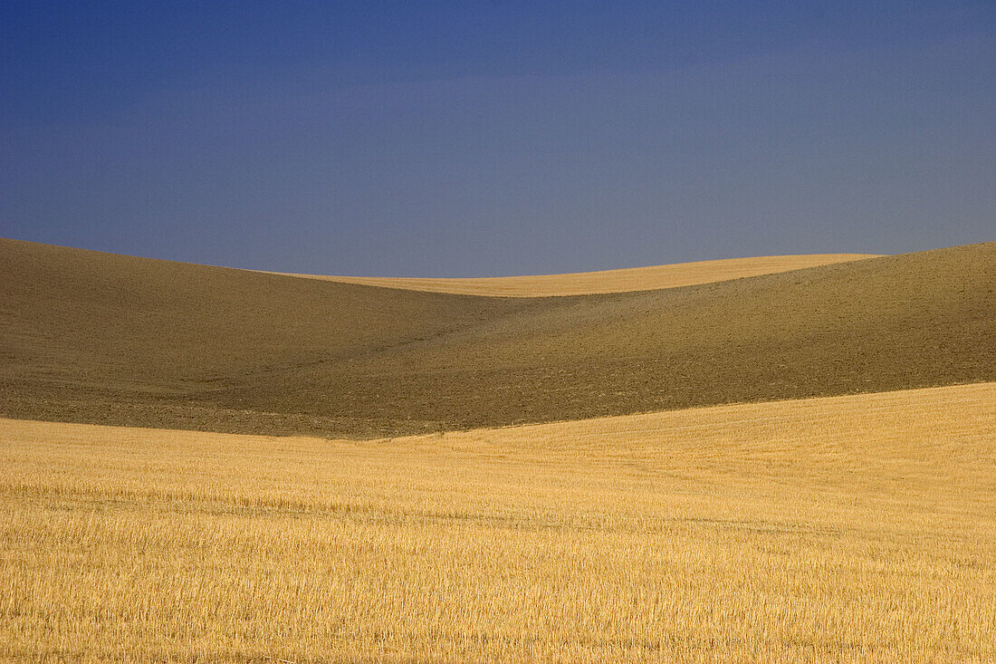 Campiña landscape near Bujalance. Córdoba province. Andalucia. Spain.