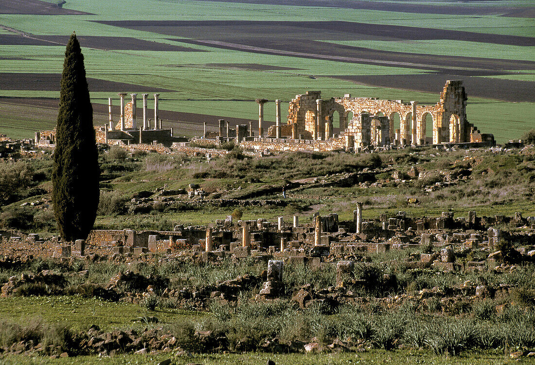 Roman ruins of Volubilis. Morocco