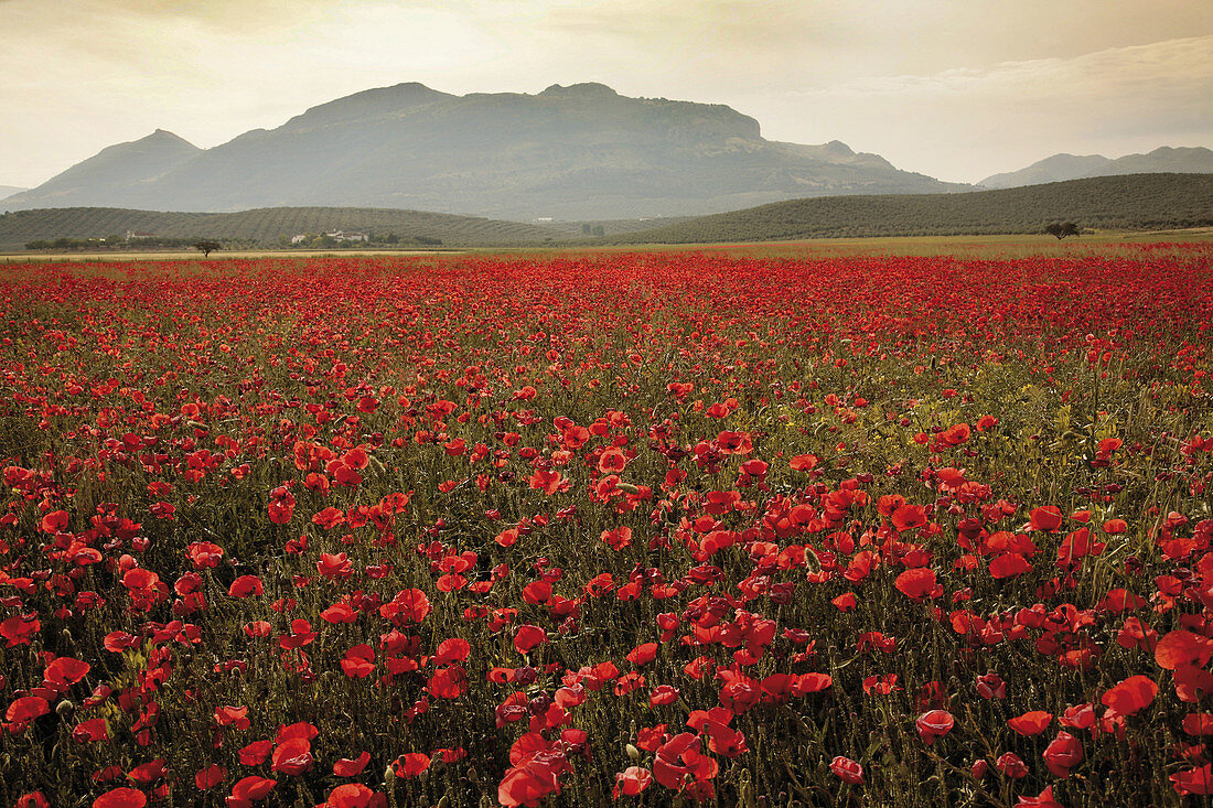 Poppies blossom. Near Villanueva del Trabuco, Malaga province , Andalusia, Spain.