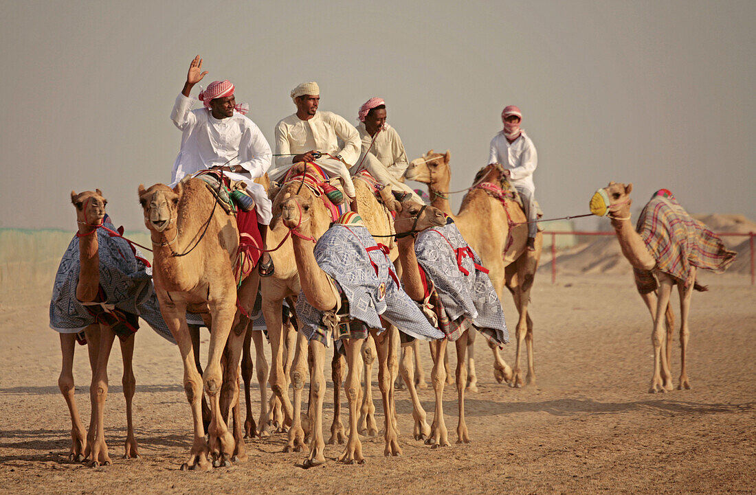 Camels under training on the racing bane at Shahaniyah. Qatar