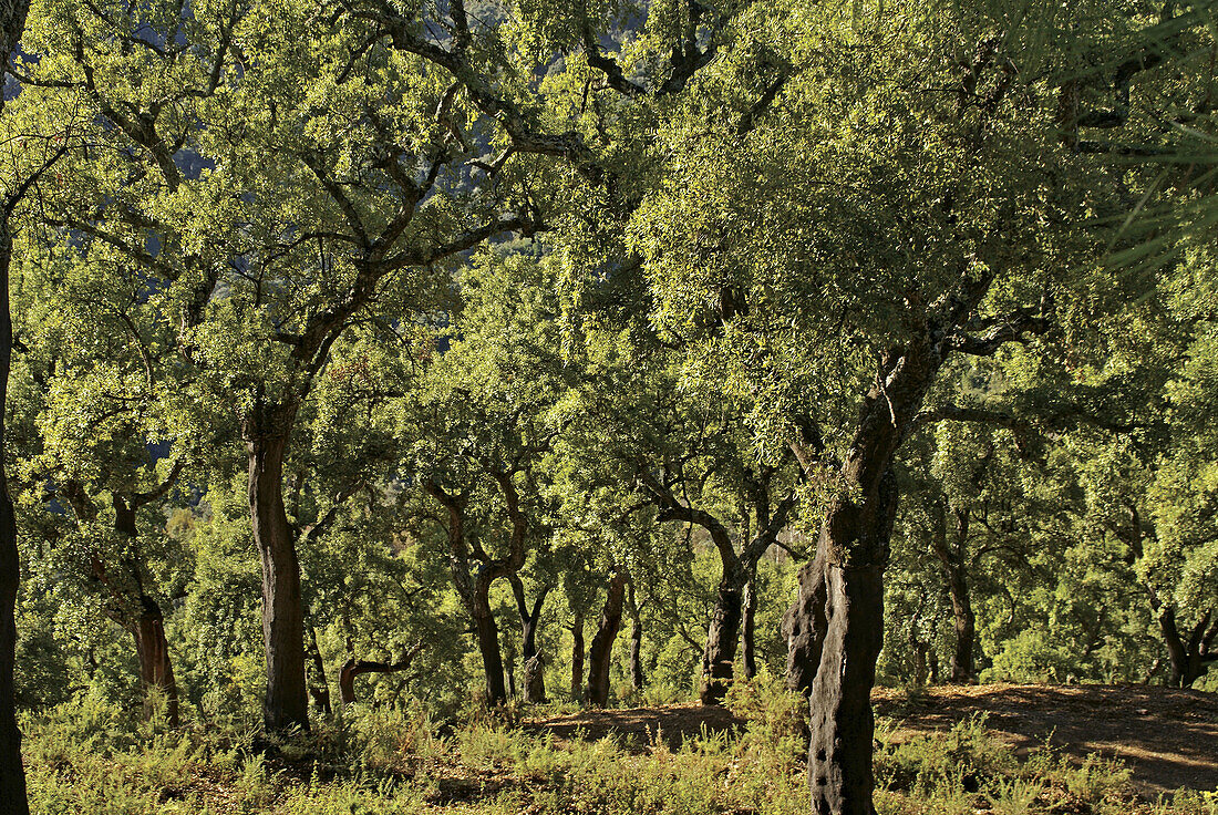 Cork trees forest, by Juzcar, in the Genal valley. Málaga province. Andalucia. Spain.