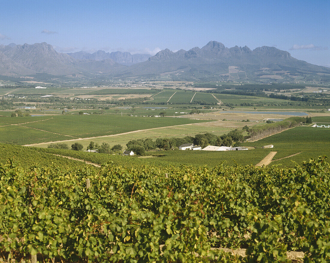 Vineyards. Stellenbosch. South Africa