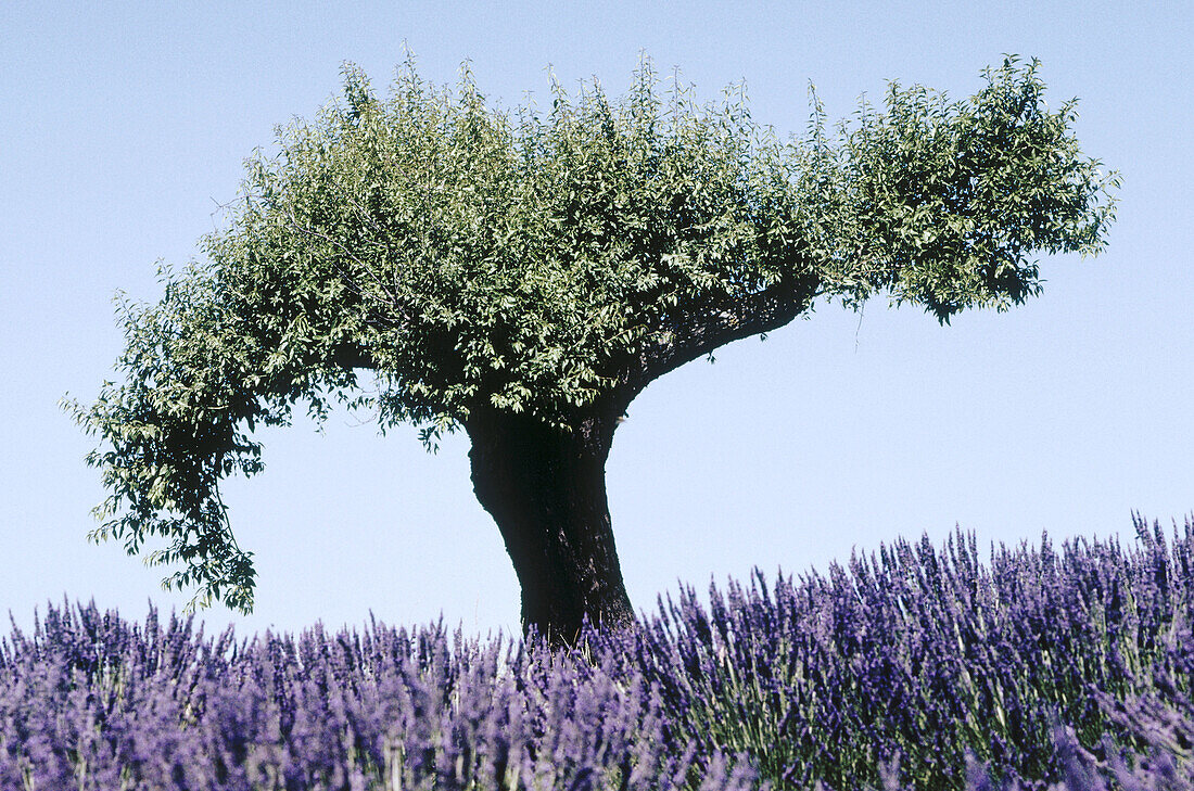  Color, Colour, Country, Countryside, Daytime, Europe, Exterior, Field, Fields, France, Horizontal, Lavender, Nature, Outdoor, Outdoors, Outside, Plant, Plants, Provence, Scenic, Scenics, Tree, Trees, Vegetation, B74-196260, agefotostock 