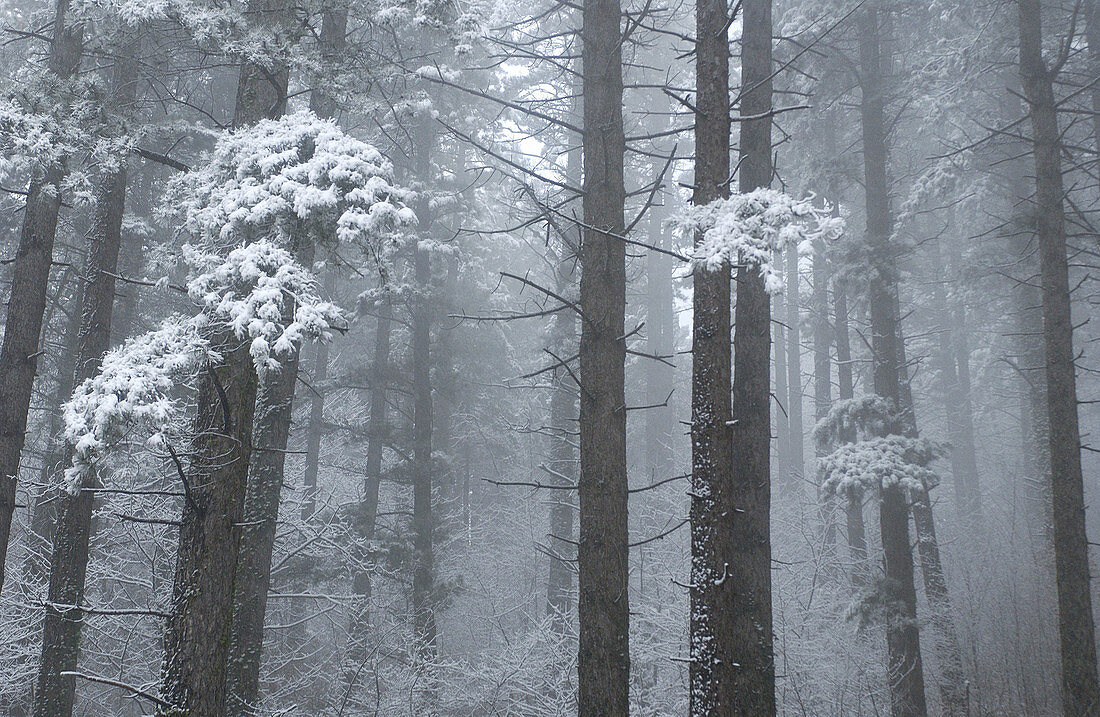 Aussen, Außen, Baum, Bäume, Baumstamm, Baumstämme, Dicht, Farbe, Horizontal, Jahreszeit, Jahreszeiten, Natur, Pflanze, Pflanzen, Schnee, Stamm, Stämme, Tageszeit, Verschneit, Wald, Wälder, Winter