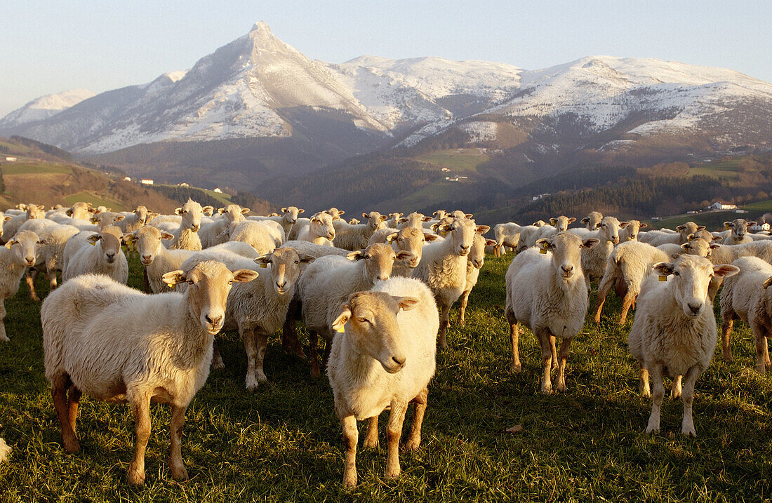 Schafe, Monte Txindoki, Sierra de Aralar, Zaldibia, Guipúzcoa, Spanien