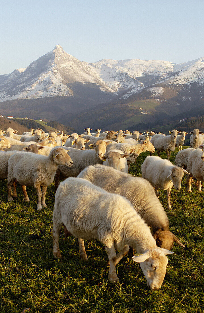 Schaf, Monte Txindoki, Sierra de Aralar, Zaldibia, Guipúzcoa, Spanien