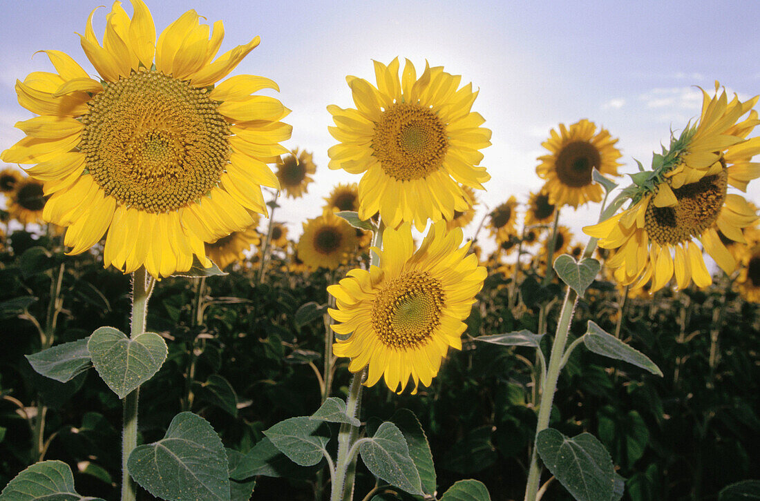 Sonnenblumen