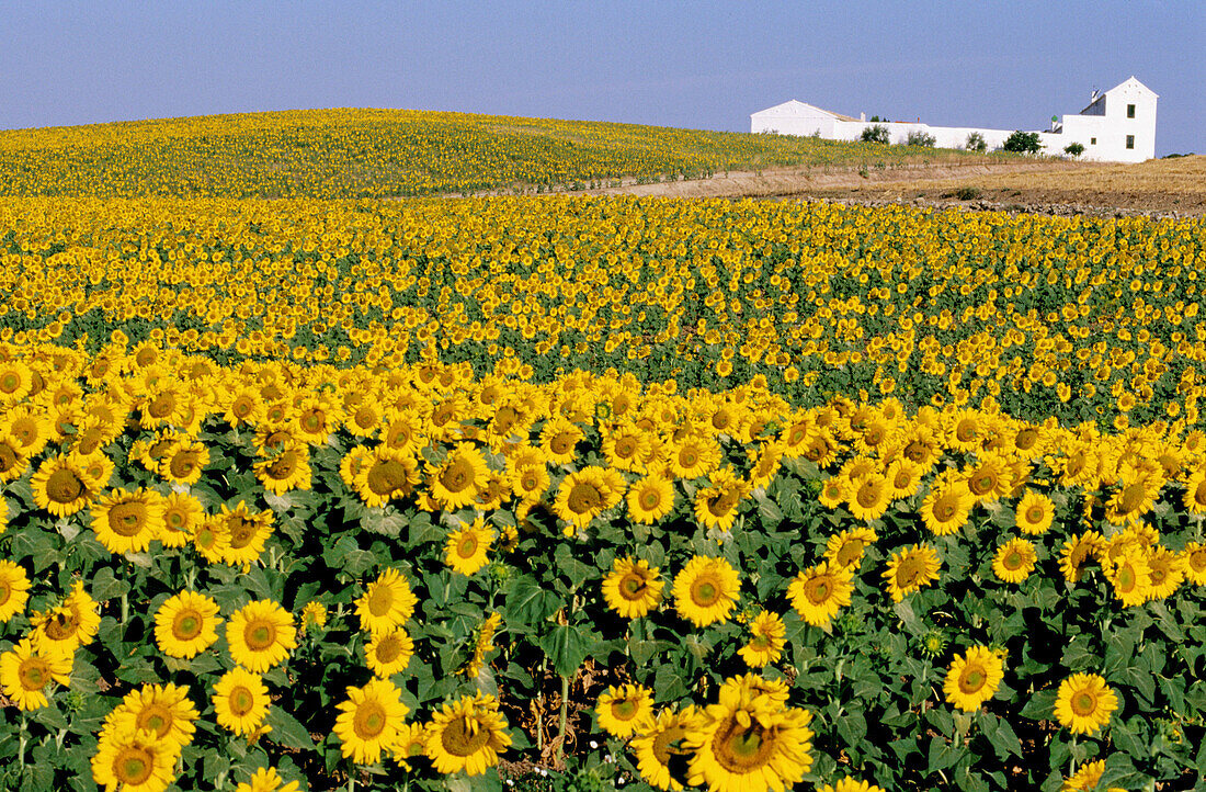 Sonnenblumenfeld. Spanien