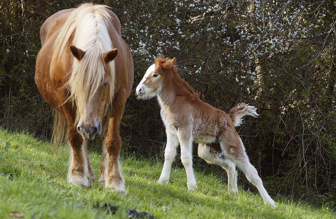 Pferd und Fohlen