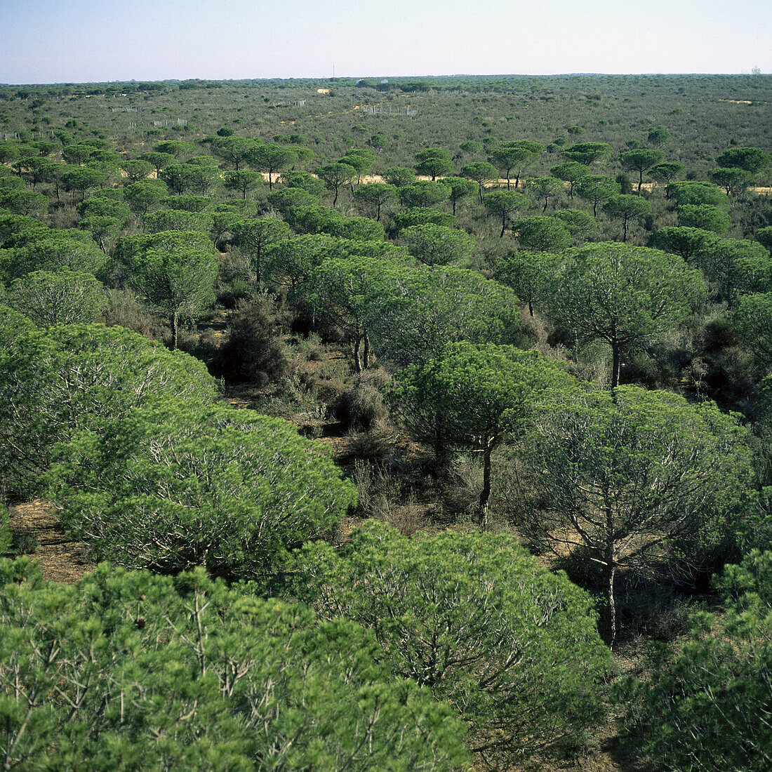 Pinienwald (Pinus pinea), Nationalpark Doñana. Provinz Huelva, Spanien