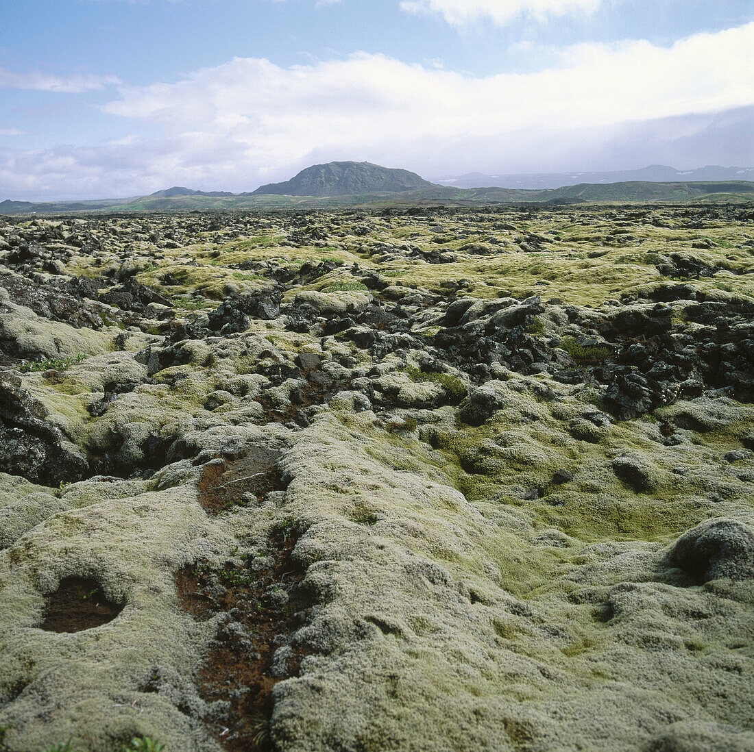 Tundra, Kapelluhraun, Halbinsel Reykjanes, Island