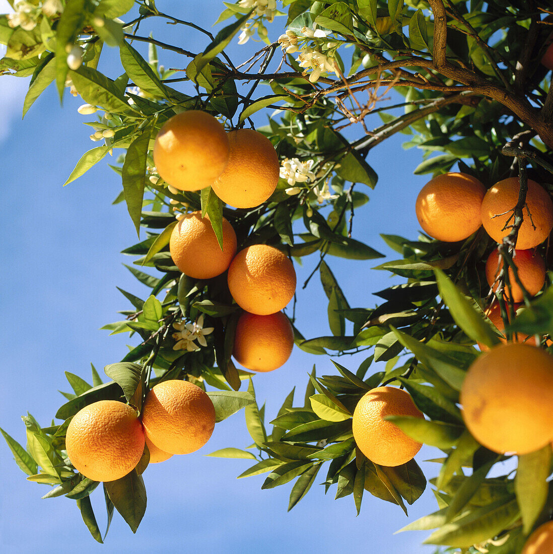 Orangen, Gandia, Provinz Valencia, Spanien