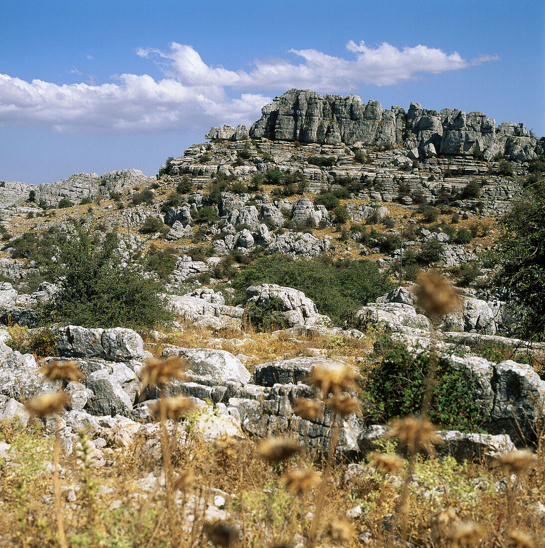 Wildnis, Torcal de Antequera, Provinz Málaga, Spanien