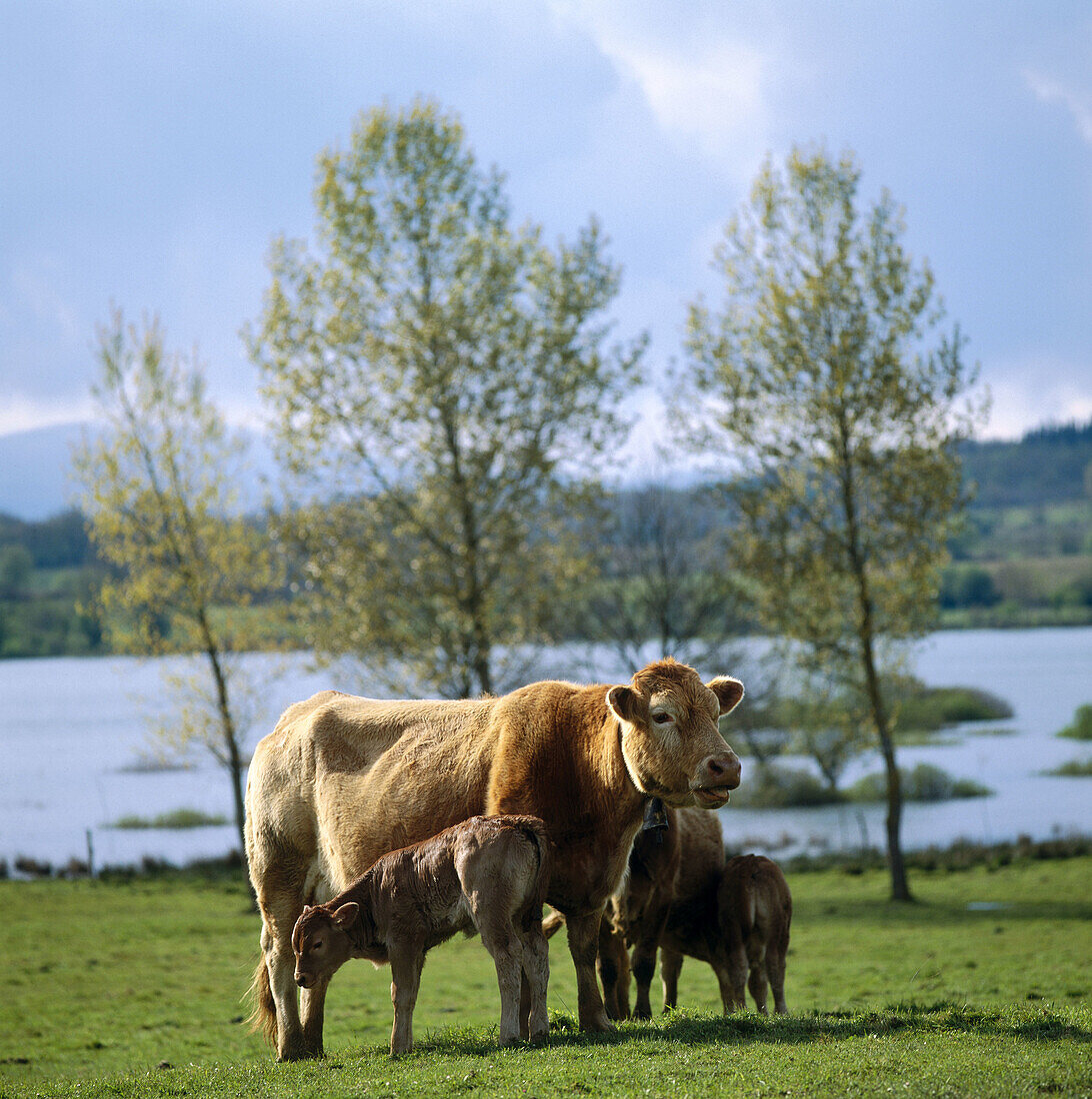 Cattle, Ullibarri reservoir, Marieta, Álava, Basque Country, Spain