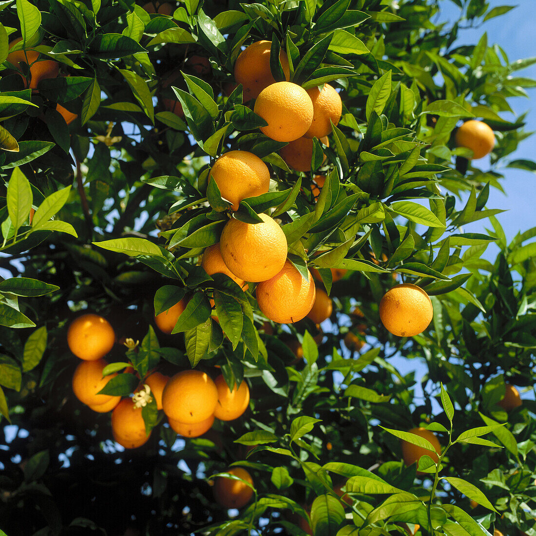 Orangen, Gandia, Provinz Valencia, Spanien