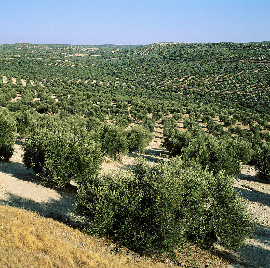 Olivenbäume. Baeza, Provinz Jaen, Andalusien, Spanien