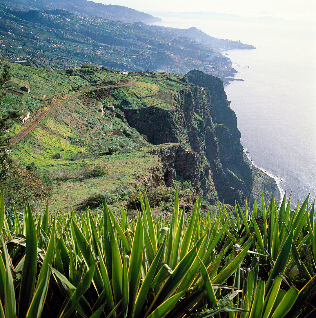 Camara de Lobos and Funchal, view from Cabo Girao. Madeira Island, Portugal