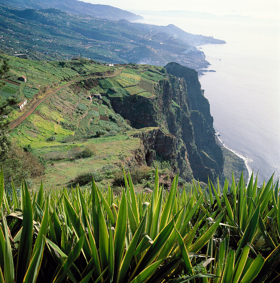 Camara de Lobos und Funchal, Blick vom Cabo Girao. Insel Madeira, Portugal