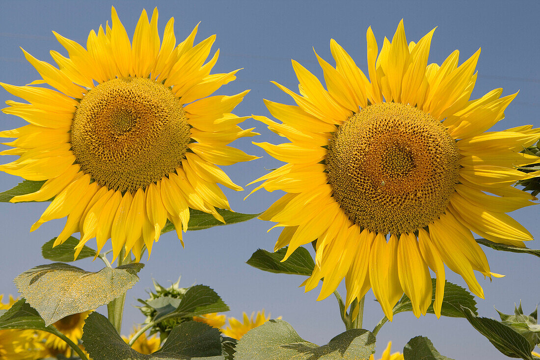 Sonnenblumenfeld. Landgut Learza. In der Nähe von Estella, Navarra, Spanien.