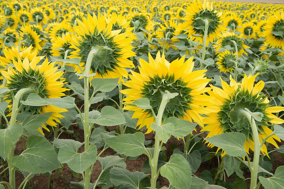 Sonnenblumenfeld. Landgut Learza. In der Nähe von Estella, Navarra, Spanien