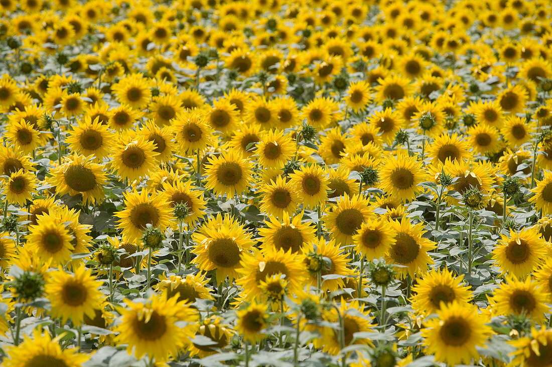 Sonnenblumenfeld. Landgut Learza. In der Nähe von Estella, Navarra, Spanien