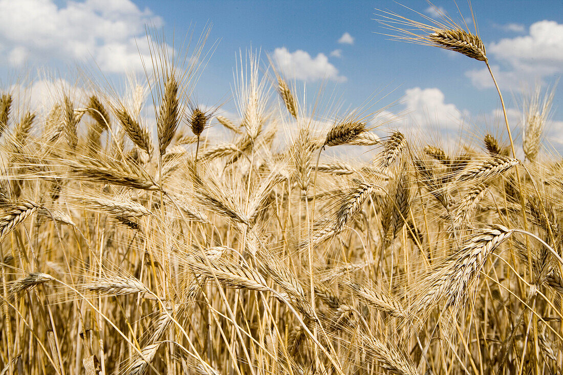 Field of wheat. Cereals. Learza estate. Near Estella, Navarre, Spain