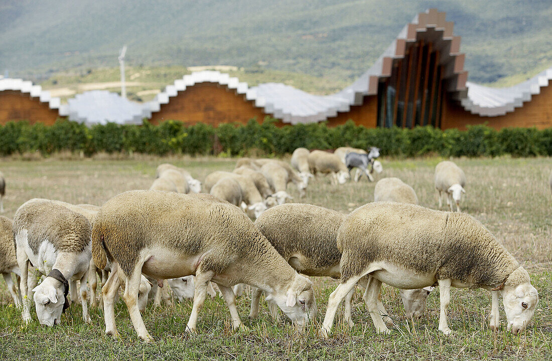 Gebäude der Weinkellerei Ysios, entworfen von Santiago Calatrava. Laguardia, Rioja Alavesa. Alava, Euskadi, Spanien