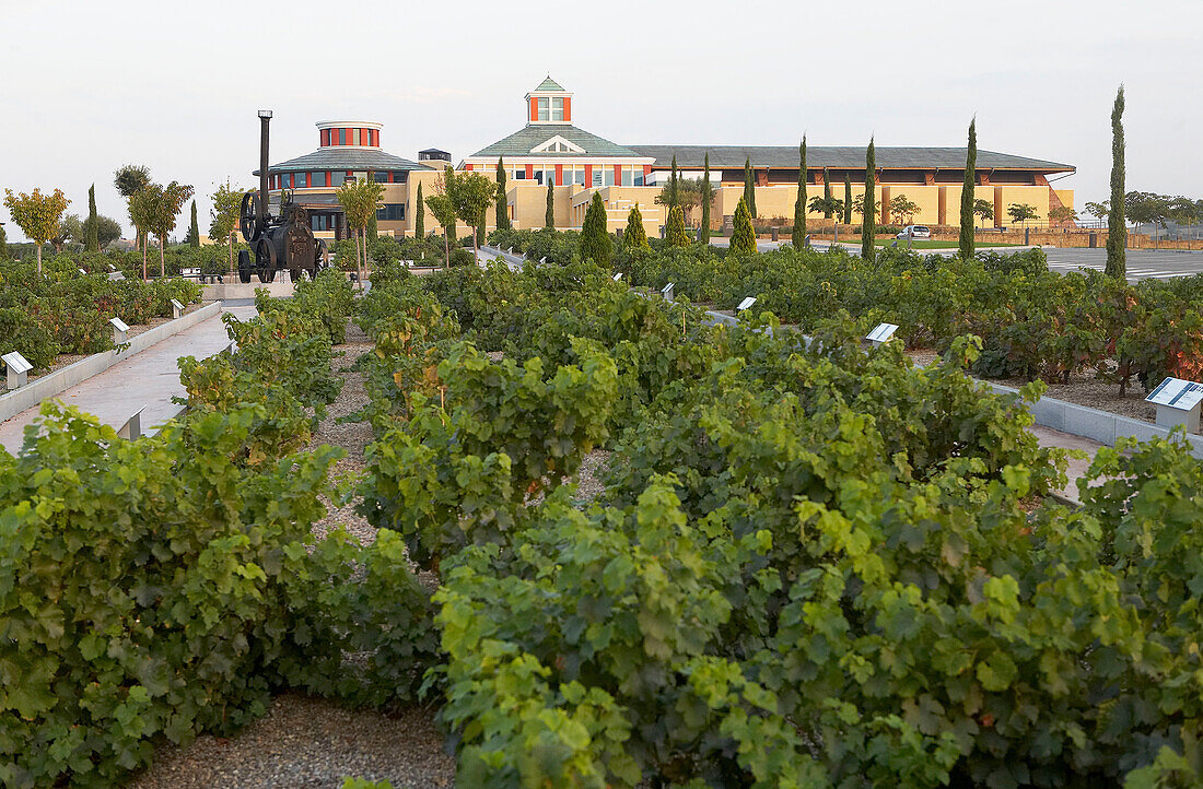 Weinberge. Museum für Weinbau, Weinkellerei Dinastia Vivanco in Briones. La Rioja, Spanien