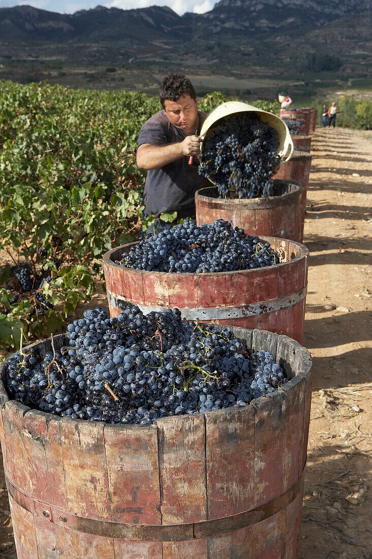 Rosinen-Holzkübel. Traditioneller Jahrgang. Viña Tondonia. Bodegas R. López de Heredia. Haro. La Rioja. Spanien.