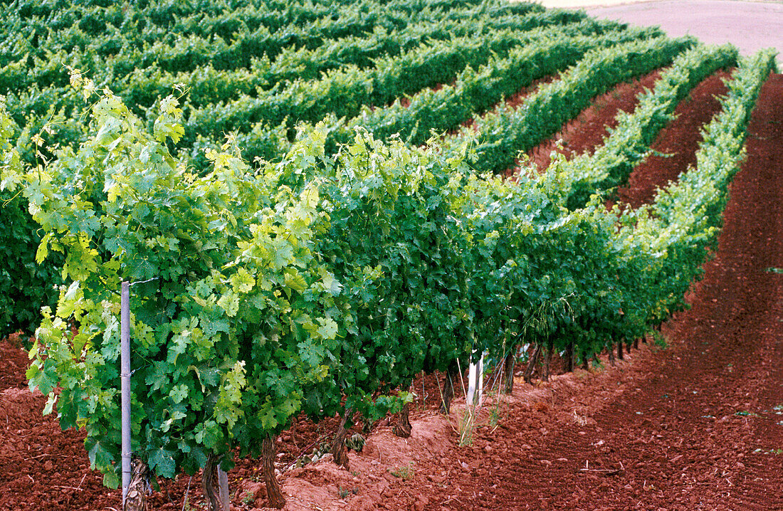 Chardonnay-Reben. Navarra. Spanien