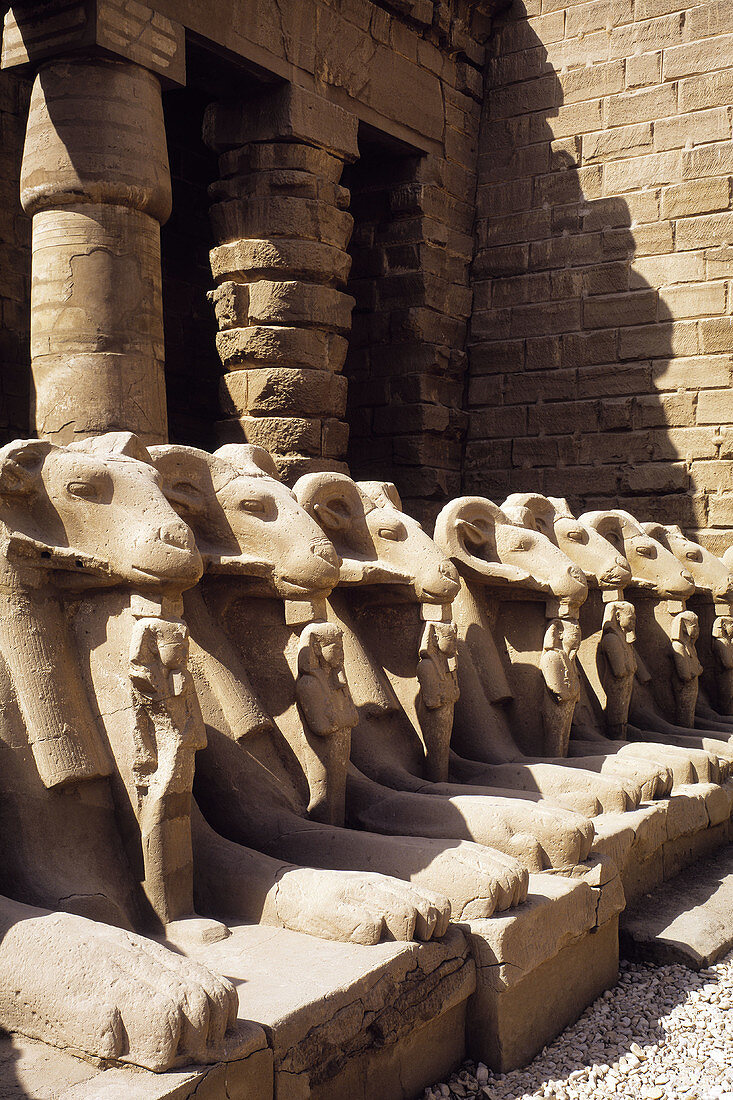 Statues of rams, ruins of temple. Karnak. Egypt