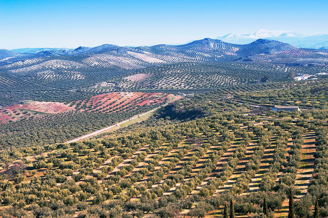 Olive trees. Baena, Córdoba province. Spain